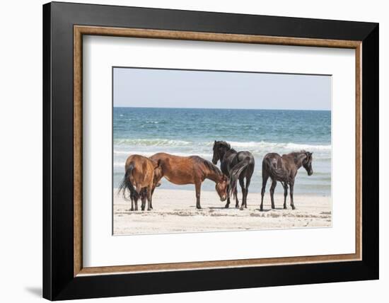 Wild Mustangs in Currituck National Wildlife Refuge, Corolla, Outer Banks, North Carolina-Michael DeFreitas-Framed Photographic Print