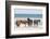 Wild Mustangs in Currituck National Wildlife Refuge, Corolla, Outer Banks, North Carolina-Michael DeFreitas-Framed Photographic Print