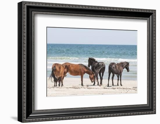 Wild Mustangs in Currituck National Wildlife Refuge, Corolla, Outer Banks, North Carolina-Michael DeFreitas-Framed Photographic Print