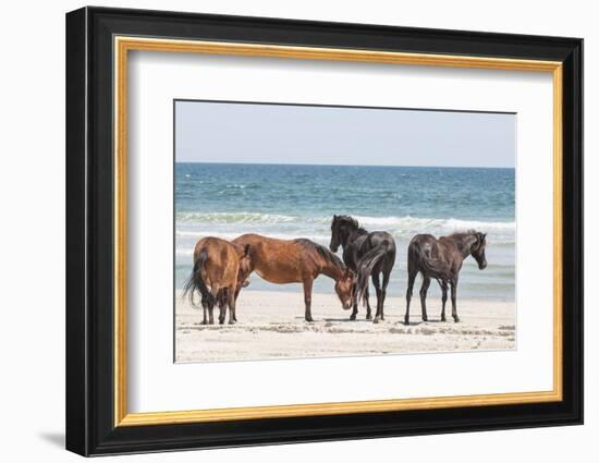 Wild Mustangs in Currituck National Wildlife Refuge, Corolla, Outer Banks, North Carolina-Michael DeFreitas-Framed Photographic Print