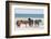 Wild Mustangs in Currituck National Wildlife Refuge, Corolla, Outer Banks, North Carolina-Michael DeFreitas-Framed Photographic Print