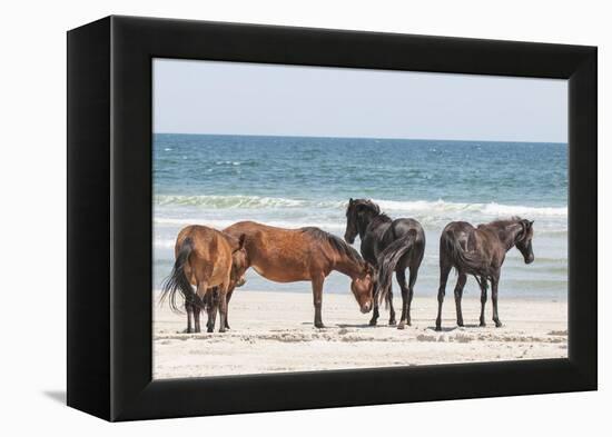 Wild Mustangs in Currituck National Wildlife Refuge, Corolla, Outer Banks, North Carolina-Michael DeFreitas-Framed Premier Image Canvas