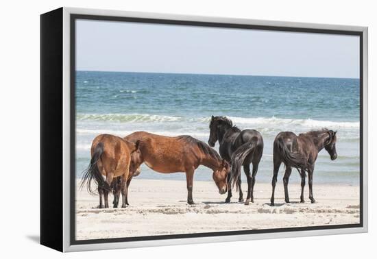 Wild Mustangs in Currituck National Wildlife Refuge, Corolla, Outer Banks, North Carolina-Michael DeFreitas-Framed Premier Image Canvas