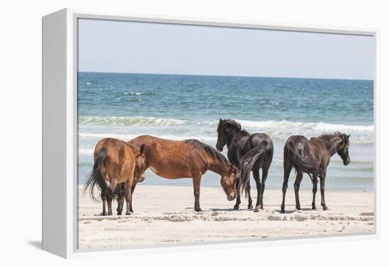 Wild Mustangs in Currituck National Wildlife Refuge, Corolla, Outer Banks, North Carolina-Michael DeFreitas-Framed Premier Image Canvas