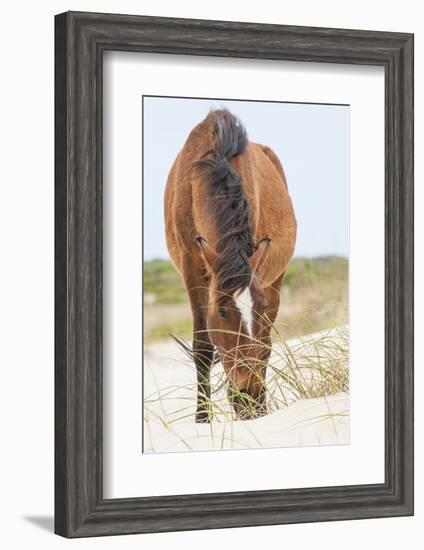 Wild Mustangs in Currituck National Wildlife Refuge, Corolla, Outer Banks, North Carolina-Michael DeFreitas-Framed Photographic Print