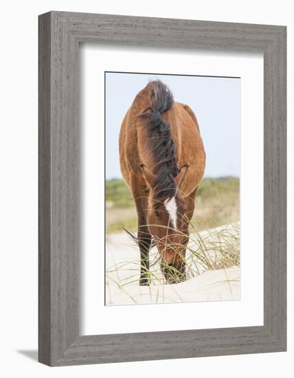 Wild Mustangs in Currituck National Wildlife Refuge, Corolla, Outer Banks, North Carolina-Michael DeFreitas-Framed Photographic Print