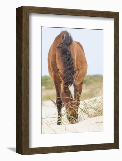 Wild Mustangs in Currituck National Wildlife Refuge, Corolla, Outer Banks, North Carolina-Michael DeFreitas-Framed Photographic Print