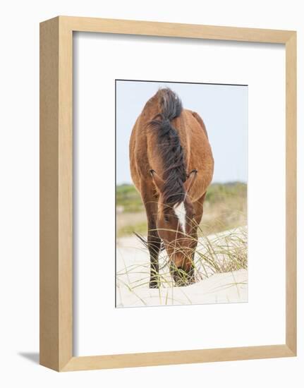 Wild Mustangs in Currituck National Wildlife Refuge, Corolla, Outer Banks, North Carolina-Michael DeFreitas-Framed Photographic Print