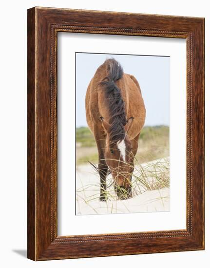 Wild Mustangs in Currituck National Wildlife Refuge, Corolla, Outer Banks, North Carolina-Michael DeFreitas-Framed Photographic Print