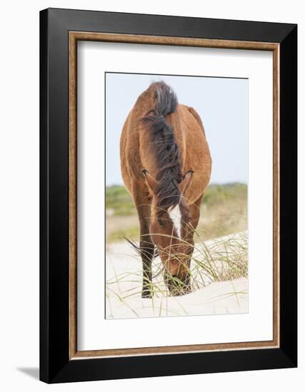 Wild Mustangs in Currituck National Wildlife Refuge, Corolla, Outer Banks, North Carolina-Michael DeFreitas-Framed Photographic Print