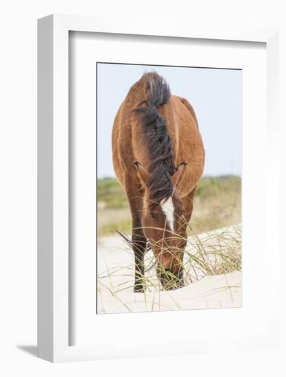 Wild Mustangs in Currituck National Wildlife Refuge, Corolla, Outer Banks, North Carolina-Michael DeFreitas-Framed Photographic Print