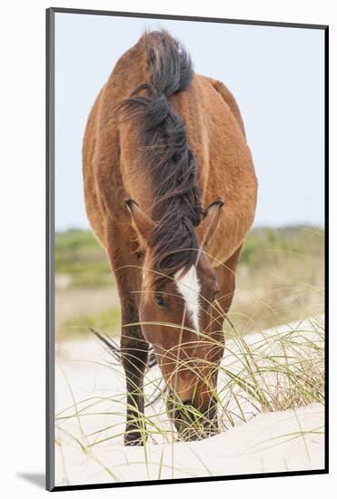 Wild Mustangs in Currituck National Wildlife Refuge, Corolla, Outer Banks, North Carolina-Michael DeFreitas-Mounted Photographic Print