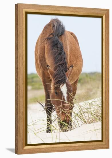 Wild Mustangs in Currituck National Wildlife Refuge, Corolla, Outer Banks, North Carolina-Michael DeFreitas-Framed Premier Image Canvas