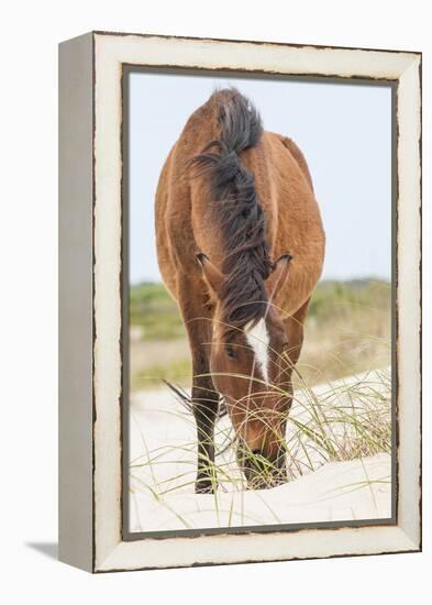 Wild Mustangs in Currituck National Wildlife Refuge, Corolla, Outer Banks, North Carolina-Michael DeFreitas-Framed Premier Image Canvas