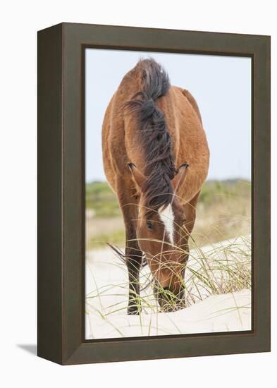 Wild Mustangs in Currituck National Wildlife Refuge, Corolla, Outer Banks, North Carolina-Michael DeFreitas-Framed Premier Image Canvas