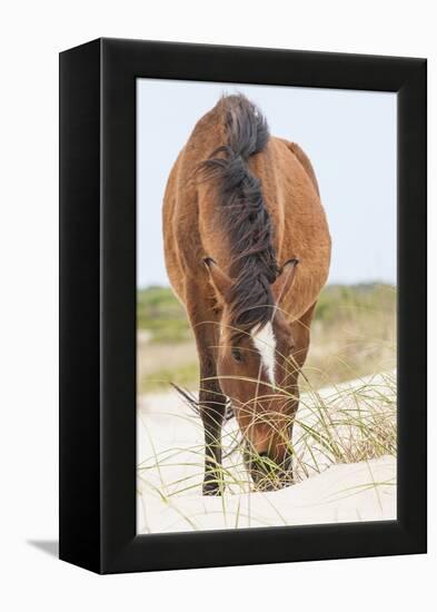 Wild Mustangs in Currituck National Wildlife Refuge, Corolla, Outer Banks, North Carolina-Michael DeFreitas-Framed Premier Image Canvas