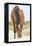 Wild Mustangs in Currituck National Wildlife Refuge, Corolla, Outer Banks, North Carolina-Michael DeFreitas-Framed Premier Image Canvas