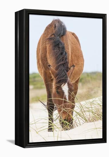 Wild Mustangs in Currituck National Wildlife Refuge, Corolla, Outer Banks, North Carolina-Michael DeFreitas-Framed Premier Image Canvas