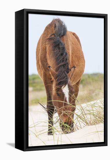 Wild Mustangs in Currituck National Wildlife Refuge, Corolla, Outer Banks, North Carolina-Michael DeFreitas-Framed Premier Image Canvas