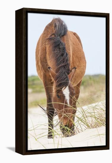 Wild Mustangs in Currituck National Wildlife Refuge, Corolla, Outer Banks, North Carolina-Michael DeFreitas-Framed Premier Image Canvas