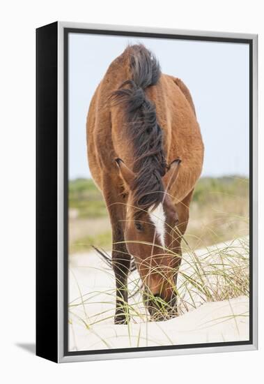 Wild Mustangs in Currituck National Wildlife Refuge, Corolla, Outer Banks, North Carolina-Michael DeFreitas-Framed Premier Image Canvas