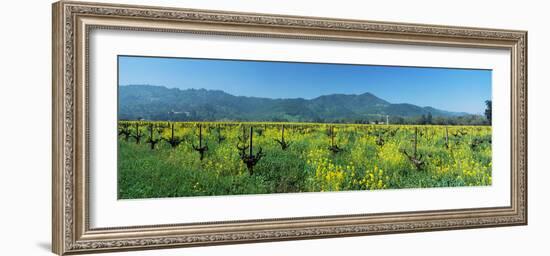 Wild Mustard in a Vineyard, Napa Valley, California, USA-null-Framed Photographic Print