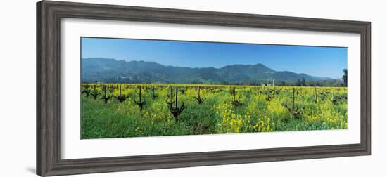 Wild Mustard in a Vineyard, Napa Valley, California, USA-null-Framed Photographic Print