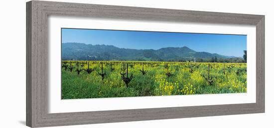 Wild Mustard in a Vineyard, Napa Valley, California, USA-null-Framed Photographic Print