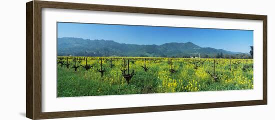 Wild Mustard in a Vineyard, Napa Valley, California, USA-null-Framed Photographic Print