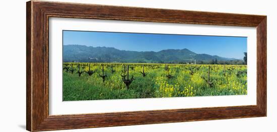 Wild Mustard in a Vineyard, Napa Valley, California, USA-null-Framed Photographic Print