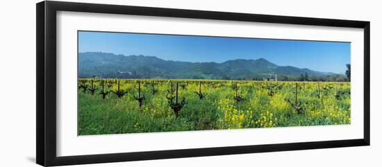 Wild Mustard in a Vineyard, Napa Valley, California, USA-null-Framed Photographic Print