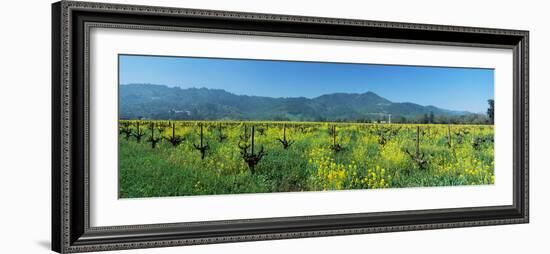 Wild Mustard in a Vineyard, Napa Valley, California, USA--Framed Photographic Print