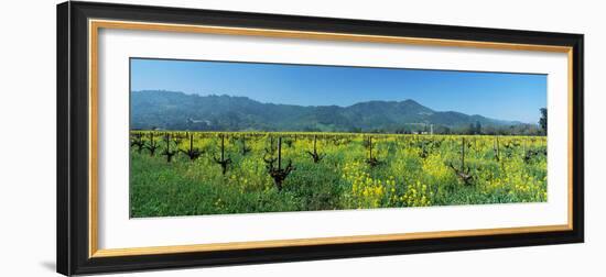 Wild Mustard in a Vineyard, Napa Valley, California, USA--Framed Photographic Print