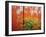 Wild Mustard Plant Against Old Red Barn, Wallowa County, Oregon, USA-Steve Terrill-Framed Photographic Print