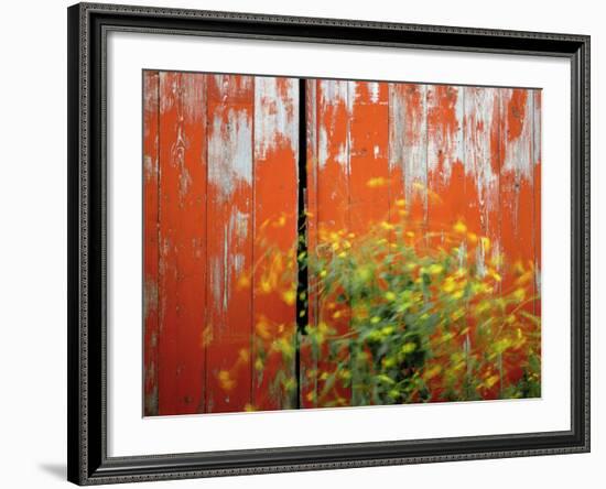 Wild Mustard Plant Against Old Red Barn, Wallowa County, Oregon, USA-Steve Terrill-Framed Photographic Print