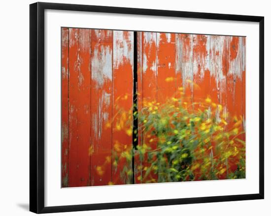 Wild Mustard Plant Against Old Red Barn, Wallowa County, Oregon, USA-Steve Terrill-Framed Photographic Print