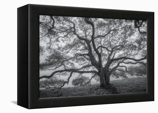 Wild Oak Tree in Black and White, Petaluma, California-null-Framed Premier Image Canvas