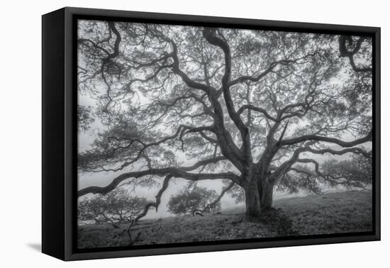 Wild Oak Tree in Black and White, Petaluma, California-null-Framed Premier Image Canvas