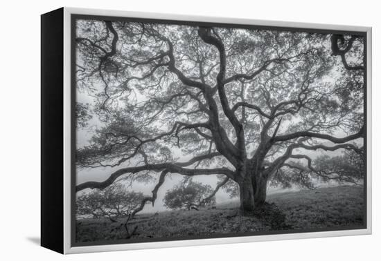 Wild Oak Tree in Black and White, Petaluma, California-null-Framed Premier Image Canvas