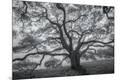 Premium Photographic Print