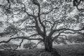 Premium Photographic Print