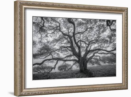 Wild Oak Tree in Black and White, Petaluma, California-null-Framed Photographic Print