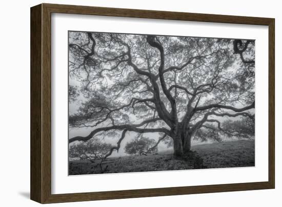 Wild Oak Tree in Black and White, Petaluma, California-null-Framed Photographic Print