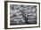Wild Oak Tree in Black and White, Petaluma, California-null-Framed Photographic Print