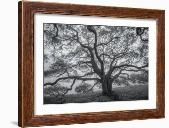 Wild Oak Tree in Black and White, Petaluma, California-null-Framed Photographic Print