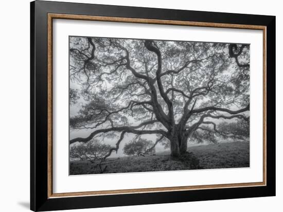 Wild Oak Tree in Black and White, Petaluma, California-null-Framed Photographic Print