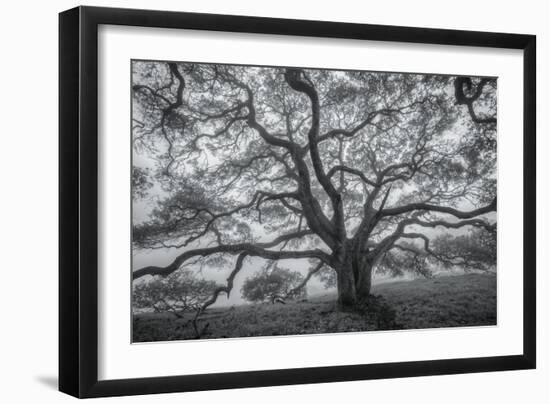 Wild Oak Tree in Black and White, Petaluma, California-null-Framed Photographic Print