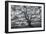 Wild Oak Tree in Black and White, Petaluma, California-null-Framed Photographic Print