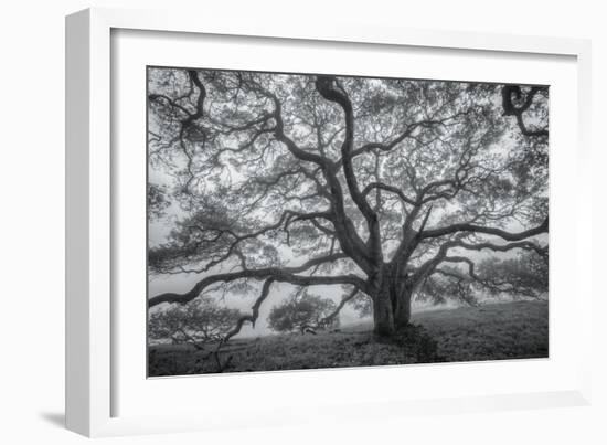 Wild Oak Tree in Black and White, Petaluma, California-null-Framed Photographic Print