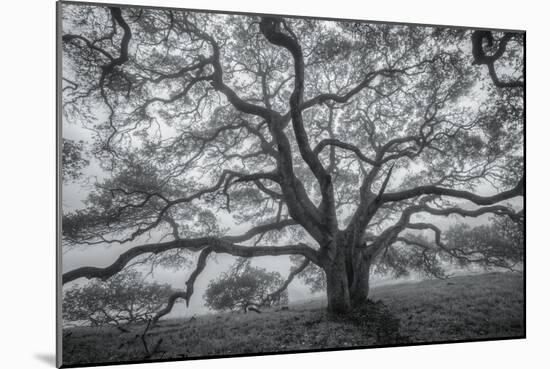 Wild Oak Tree in Black and White, Petaluma, California-null-Mounted Photographic Print